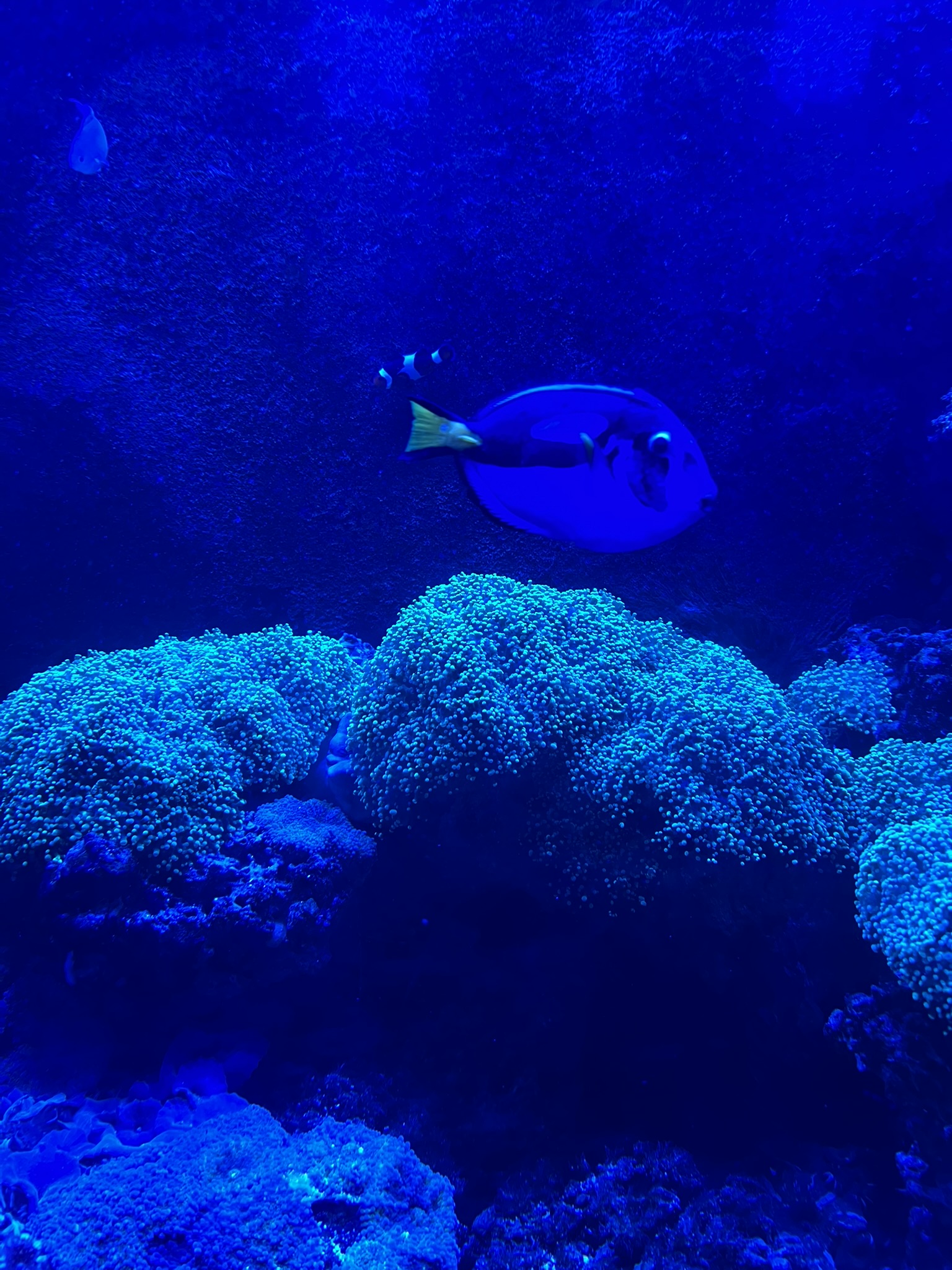 finding_nemo.jpeg